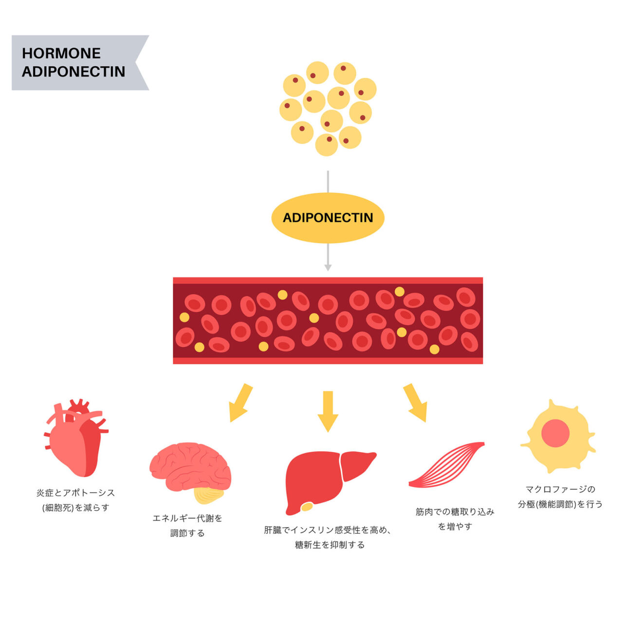 アディポネクチン(Adiponectin)の効能イメージ