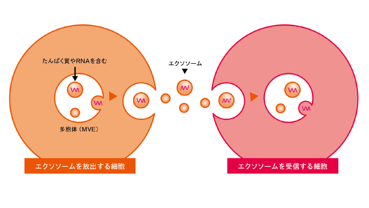 エクソソームイメージ