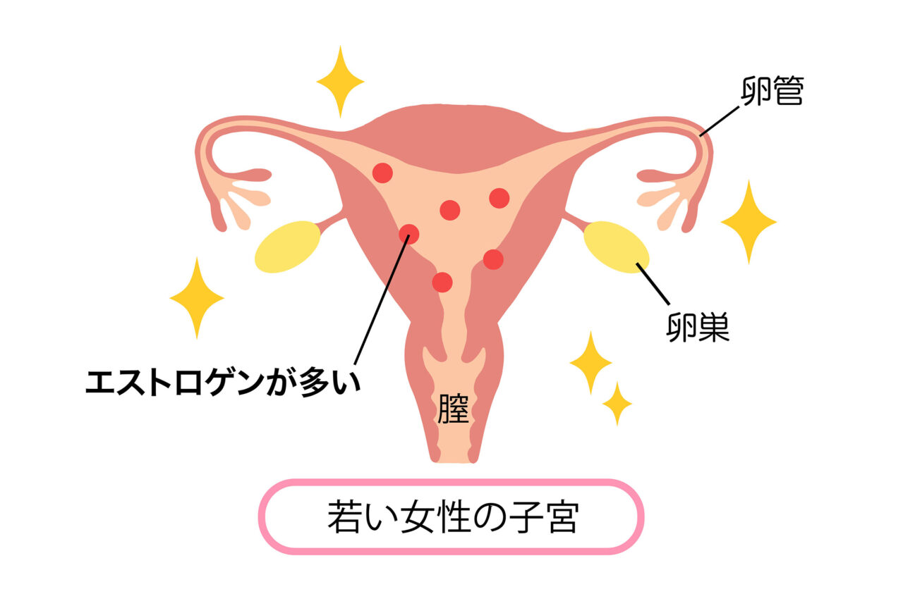 エストロゲンイメージ