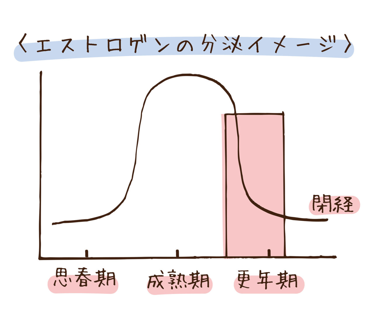 エストロゲンの分泌イメージ