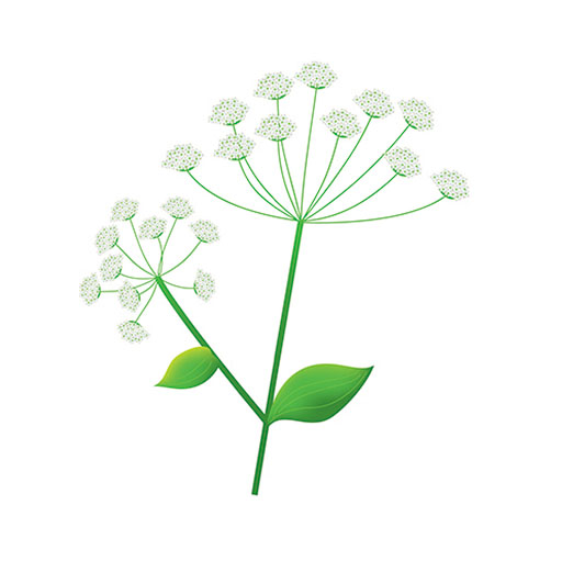 白芷