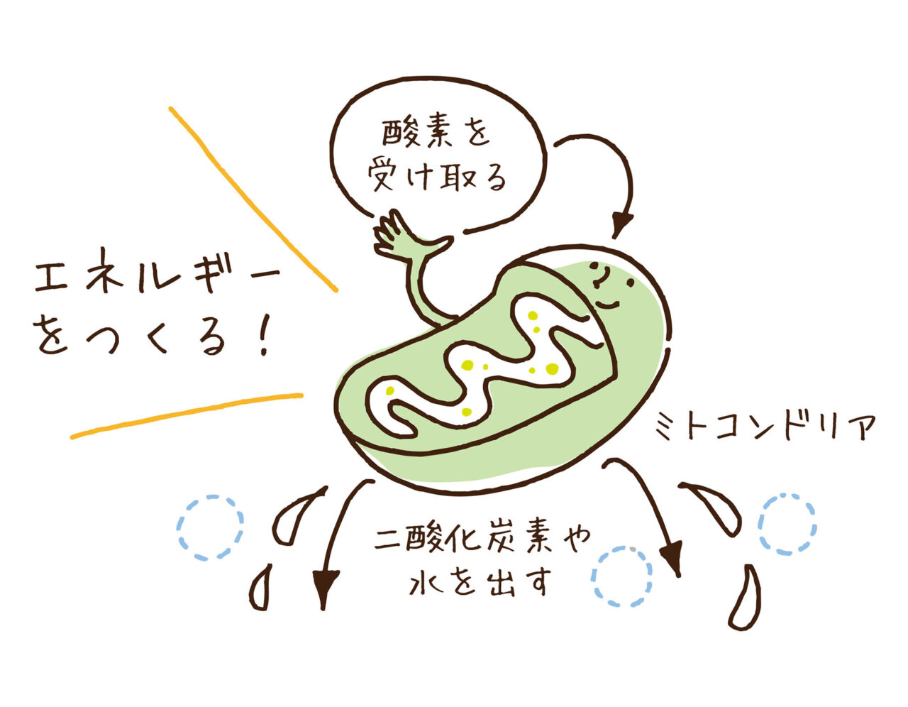 ミトコンドリアの役割