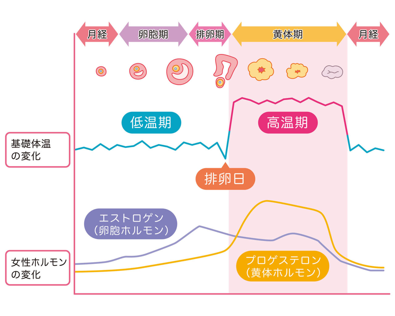 女性ホルモンの変化図