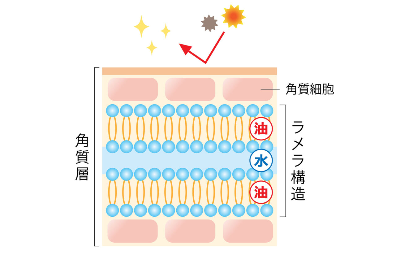 ラメラ構造