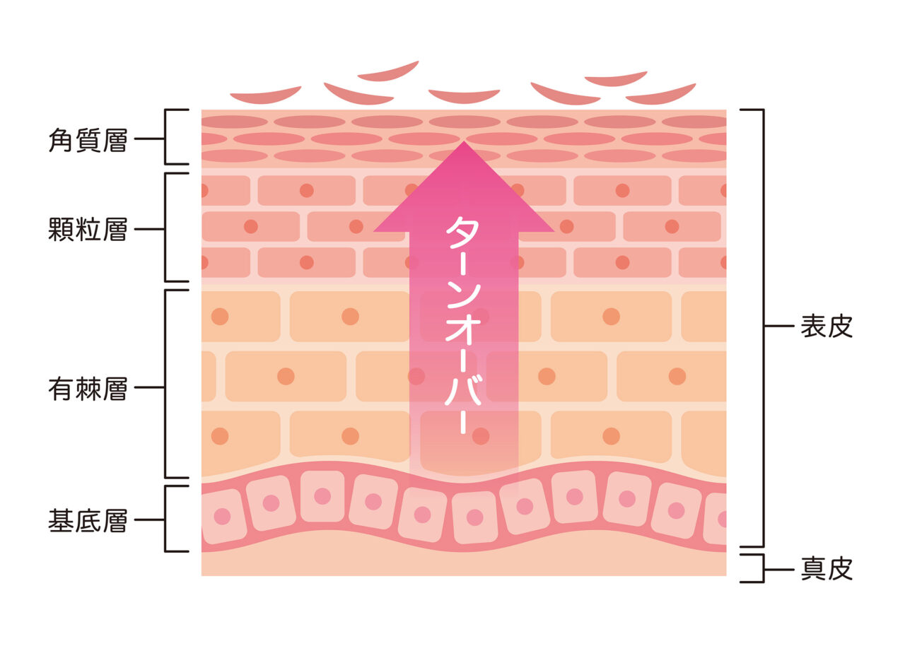 肌のターンオーバー 断面図