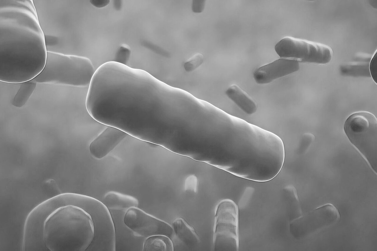 Lactobacillus crispatus KT-11 image